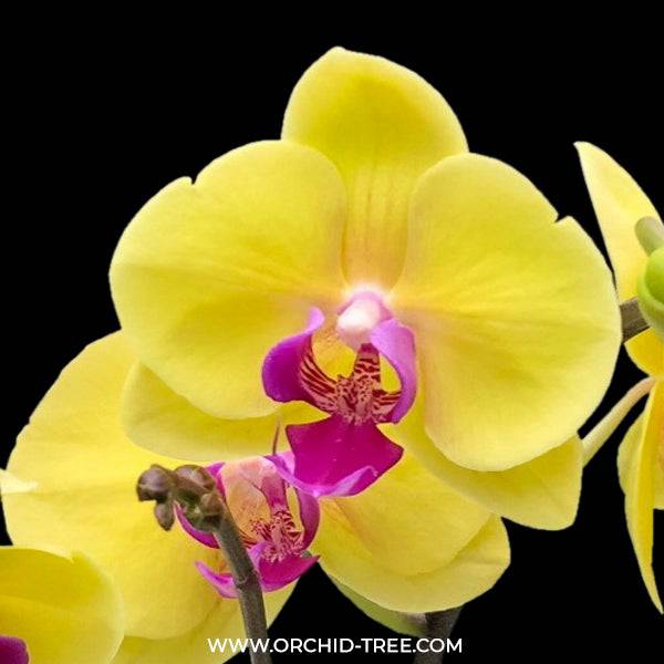 Phalaenopsis Hark Gold - Without Flowers | BS - Buy Orchids Plants Online by Orchid-Tree.com