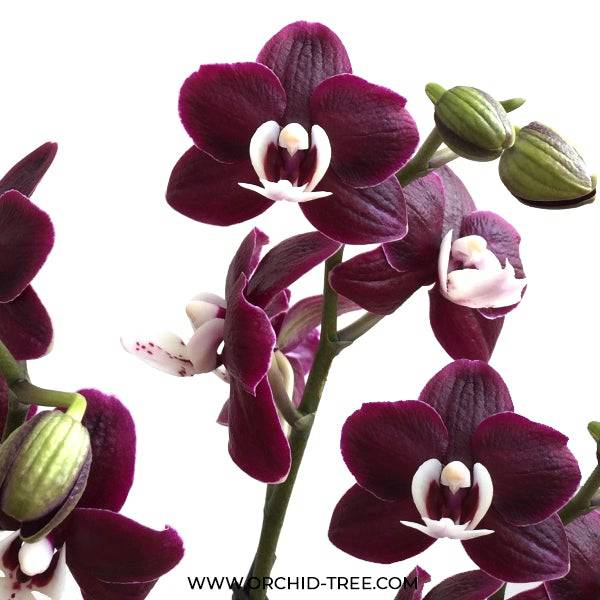 Phalaenopsis Kaoda Twinkle - Without Flowers | BS - Buy Orchids Plants Online by Orchid-Tree.com