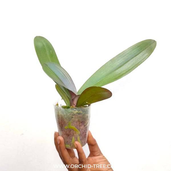 Phalaenopsis Hark Gold - Without Flowers | BS - Buy Orchids Plants Online by Orchid-Tree.com