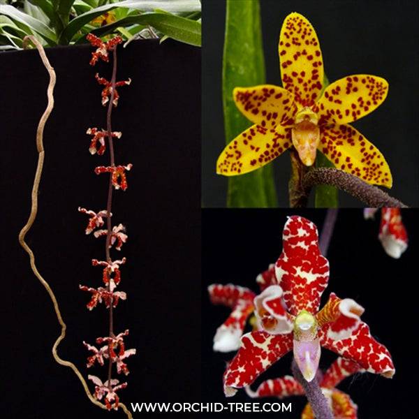 Dimorphorchis lowii sp. - Without Flowers | SS - Buy Orchids Plants Online by Orchid-Tree.com