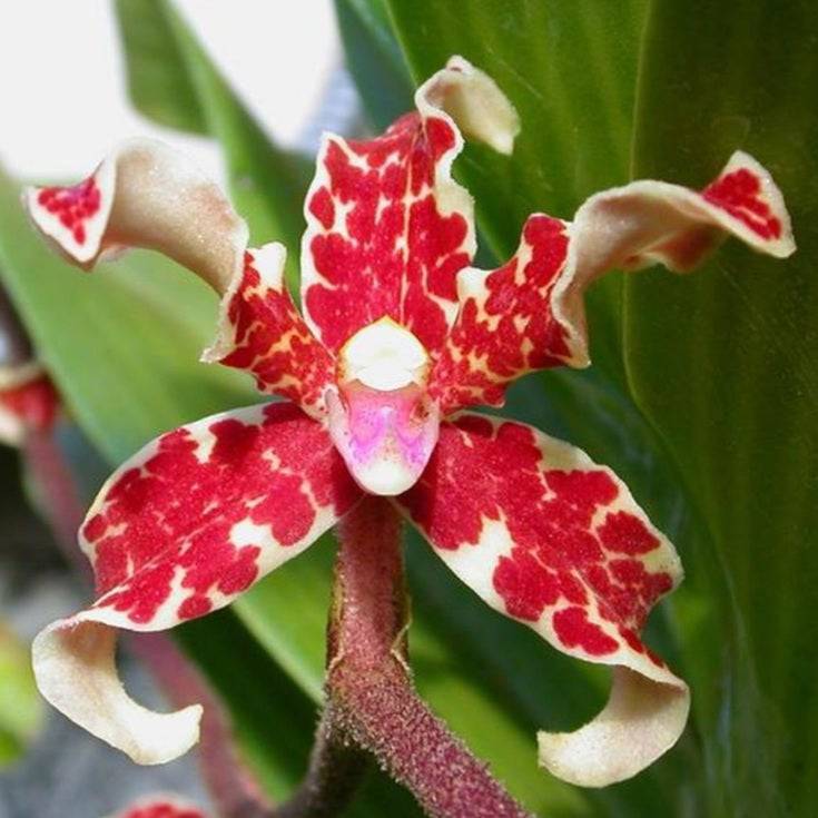 Dimorphorchis lowii sp. - Without Flowers | SS - Buy Orchids Plants Online by Orchid-Tree.com