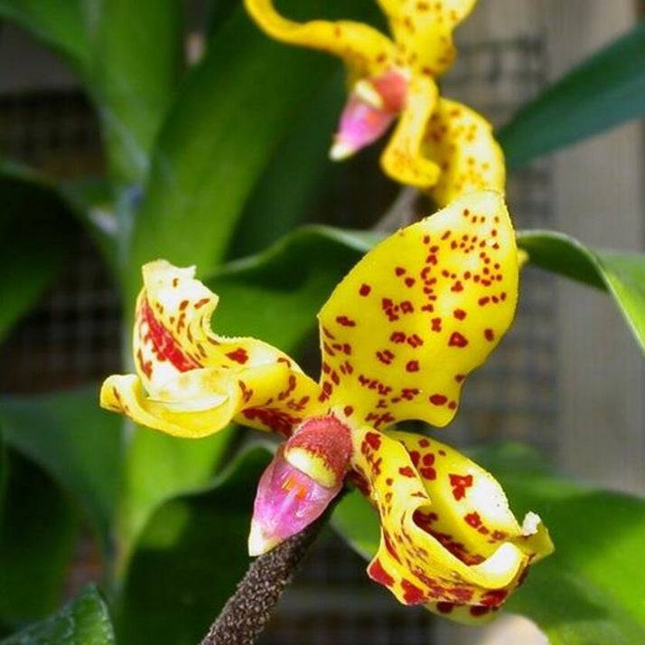 Dimorphorchis lowii sp. - Without Flowers | SS - Buy Orchids Plants Online by Orchid-Tree.com