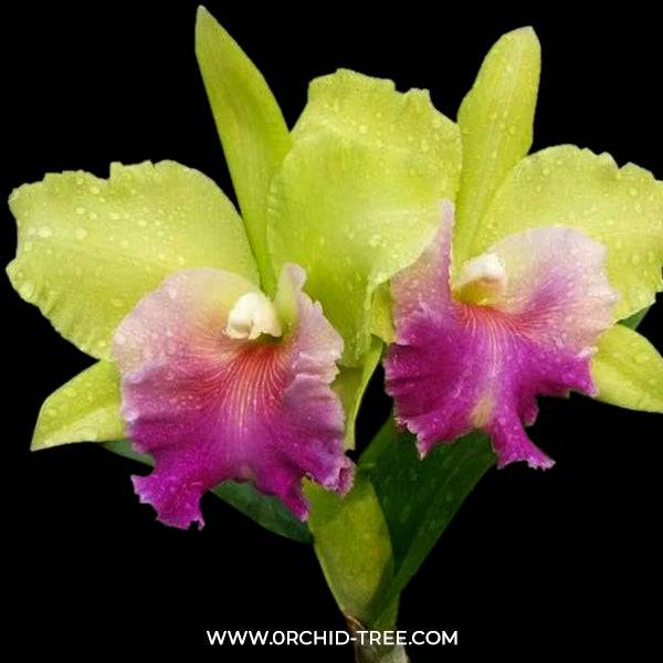 Cattleya Helen Brown x Green Fancy - Without Flowers | BS - Buy Orchids Plants Online by Orchid-Tree.com