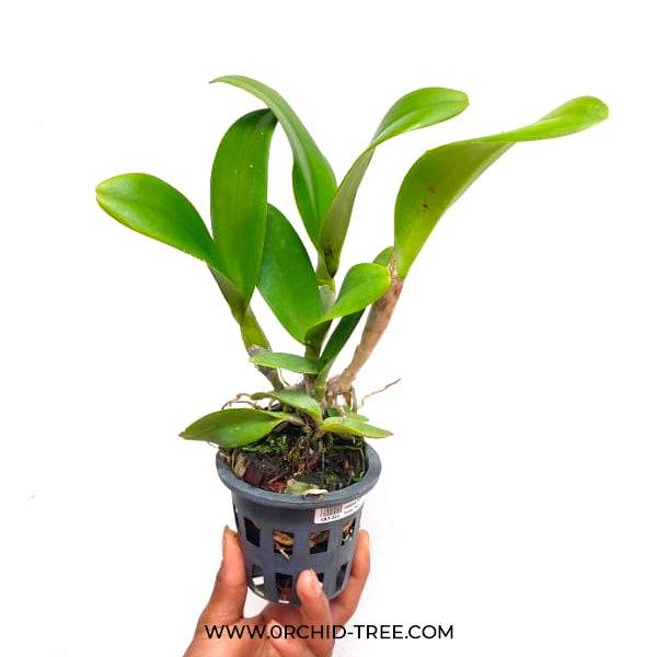 Cattleya Helen Brown x Green Fancy - Without Flowers | BS - Buy Orchids Plants Online by Orchid-Tree.com