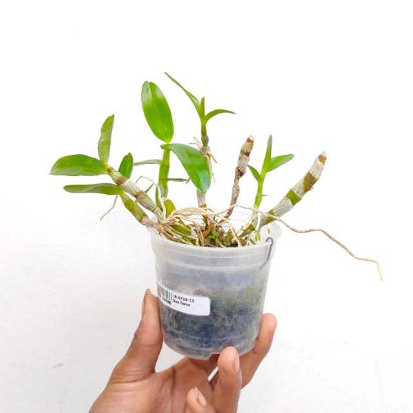 Dendrobium Tomoflake - Without Flowers | BS - Buy Orchids Plants Online by Orchid-Tree.com