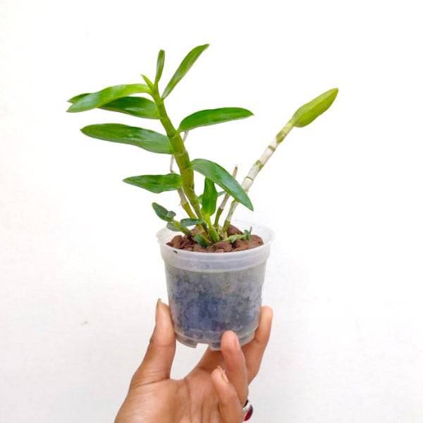 Dendrobium Sakura Hime (nobile) - With Flowers | FF - Buy Orchids Plants Online by Orchid-Tree.com