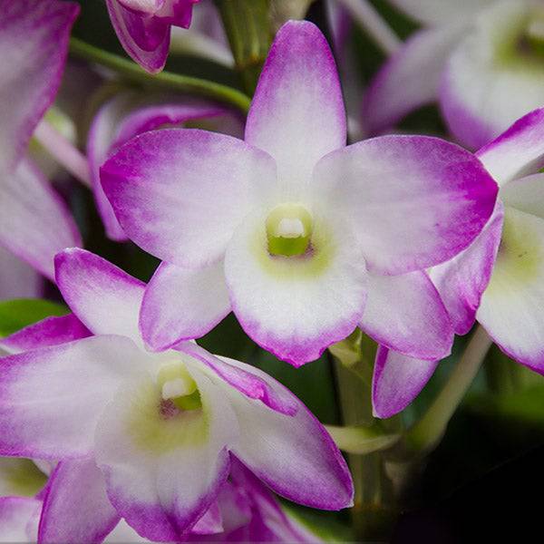 Dendrobium Sakura Hime (nobile) - With Flowers | FF - Buy Orchids Plants Online by Orchid-Tree.com