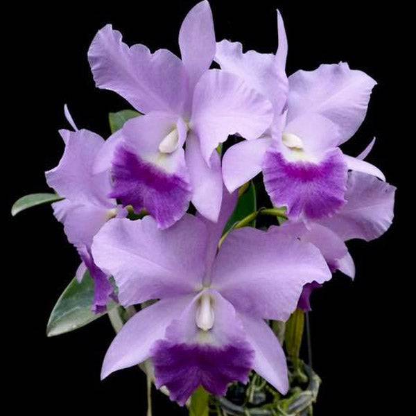 Cattleya Fitz Eugene Dixon - Without Flowers | BS - Buy Orchids Plants Online by Orchid-Tree.com