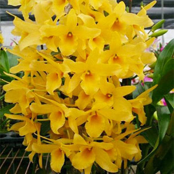 Dendrobium Honey Moon Sweet - Without Flower | BS - Buy Orchids Plants Online by Orchid-Tree.com