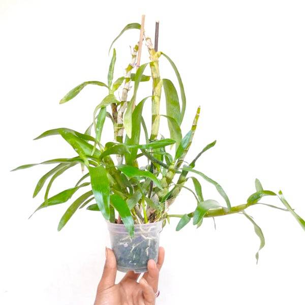 Dendrobium Honey Moon Sweet - Without Flower | BS - Buy Orchids Plants Online by Orchid-Tree.com