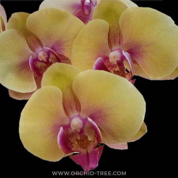 Phalaenopsis Shooting Star - With Spike | FF - Buy Orchids Plants Online by Orchid-Tree.com