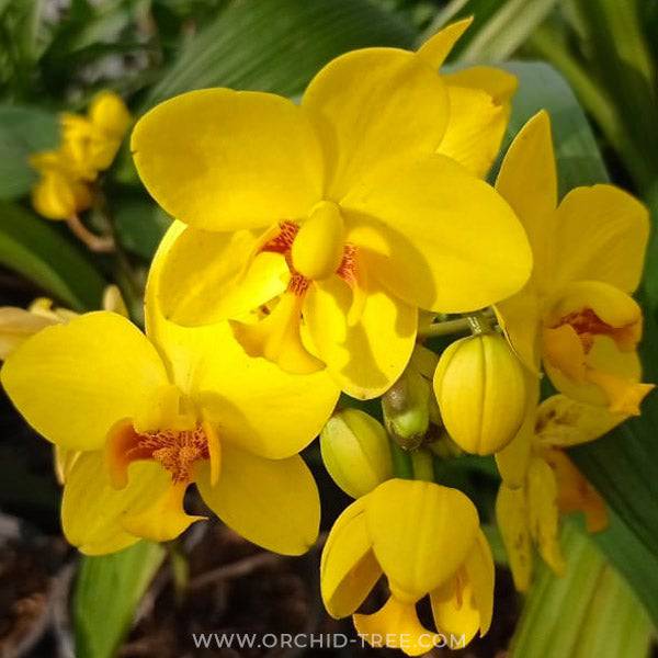 Spathoglottis Big Yellow- Without Flowers | BS - Buy Orchids Plants Online by Orchid-Tree.com