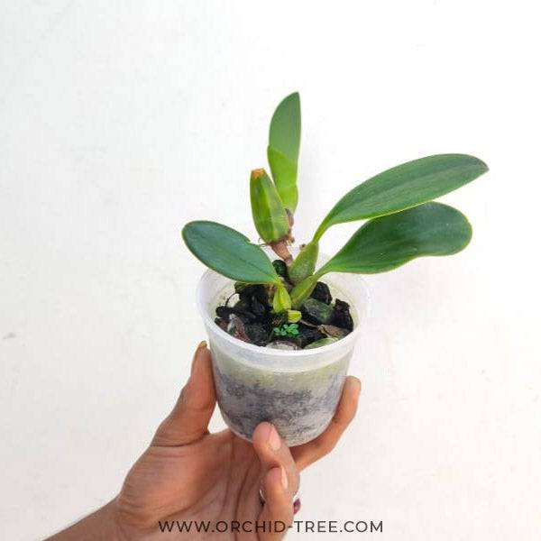 Bulbophyllum arfakianum Red - Without Flowers | BS - Buy Orchids Plants Online by Orchid-Tree.com