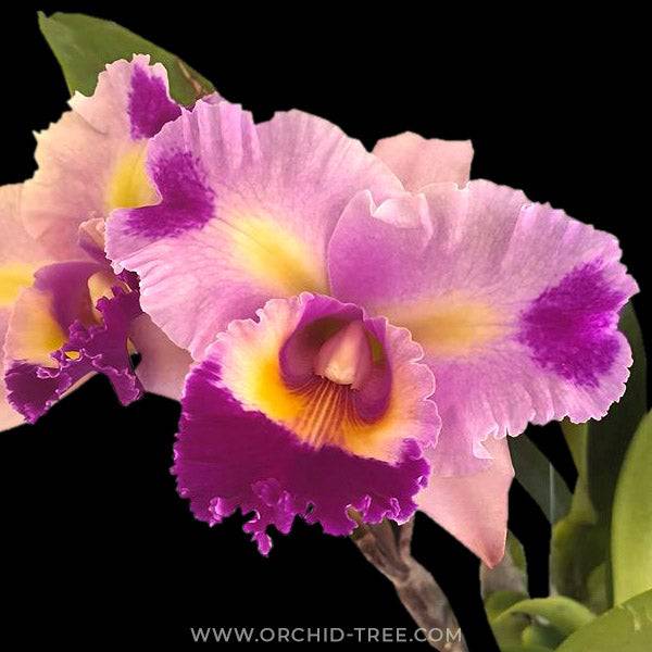 Cattleya Mahina Yahiro x Mari's Song - Without Flowers | BS - Buy Orchids Plants Online by Orchid-Tree.com