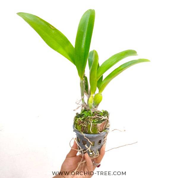 Cattleya Mahina Yahiro x Mari's Song - Without Flowers | BS - Buy Orchids Plants Online by Orchid-Tree.com