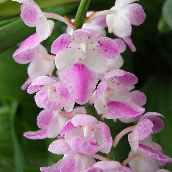 Vanda (Aer.) fieldinghii sp. - Without Flowers | BS - Buy Orchids Plants Online by Orchid-Tree.com
