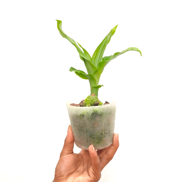 Lycaste YI-Ying Sakura No. 1 - Without Flower | BS - Buy Orchids Plants Online by Orchid-Tree.com