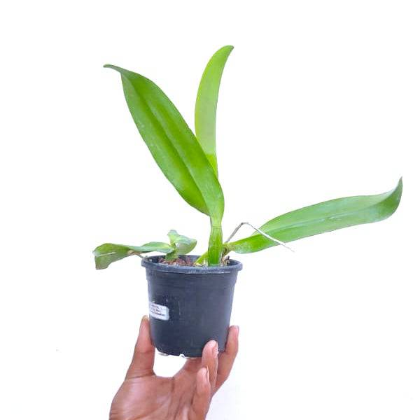 Cattleya (Lc.) Varut Song - Without flowers | BS - Buy Orchids Plants Online by Orchid-Tree.com