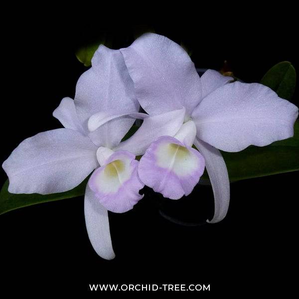 Cattleya skinneri var. coerulea sp. - Without Flowers | BS - Buy Orchids Plants Online by Orchid-Tree.com