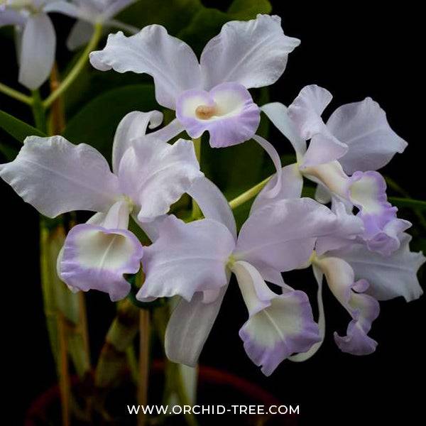 Cattleya skinneri var. coerulea sp. - Without Flowers | BS - Buy Orchids Plants Online by Orchid-Tree.com