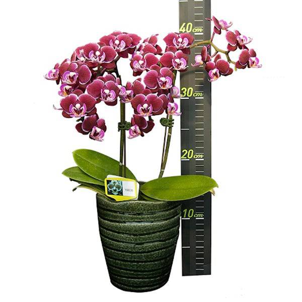 Phalaenopsis Younghome Coco - With Spike | FF - Buy Orchids Plants Online by Orchid-Tree.com