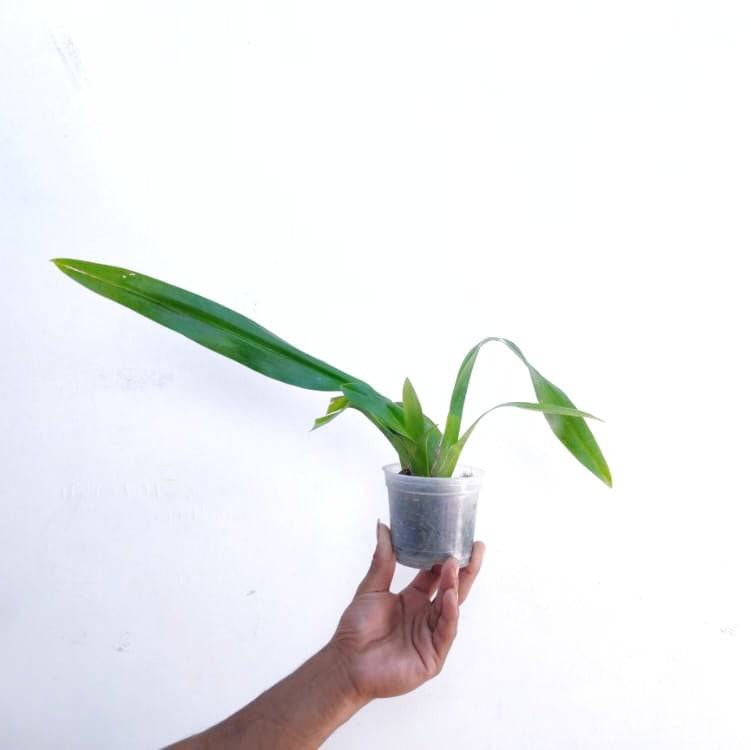 Oncidium Jairak Sherry catt - Without Flowers | BS - Buy Orchids Plants Online by Orchid-Tree.com