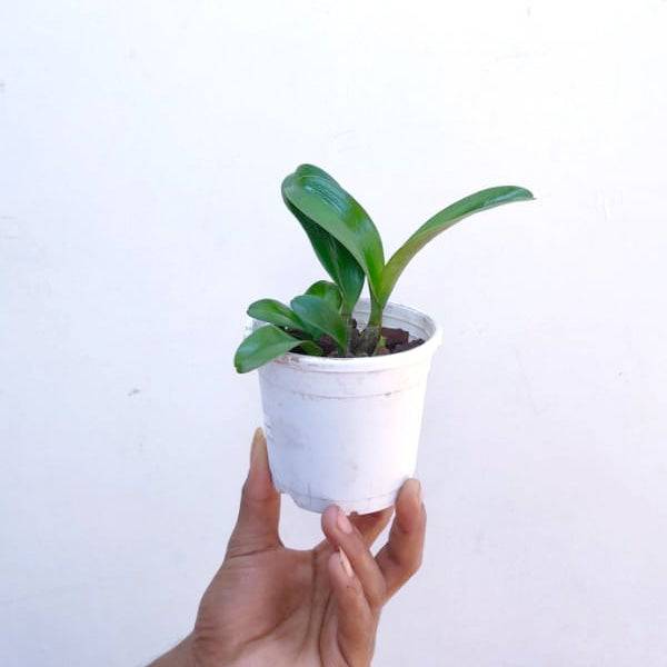 Dendrobium speciosum 'Golden Rain'' - Without Flowers | MS - Buy Orchids Plants Online by Orchid-Tree.com