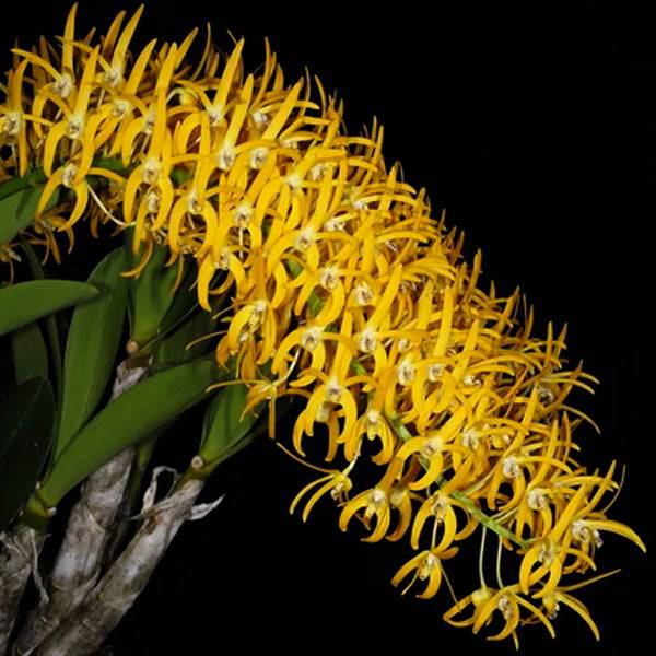 Dendrobium speciosum 'Golden Rain'' - Without Flowers | MS - Buy Orchids Plants Online by Orchid-Tree.com