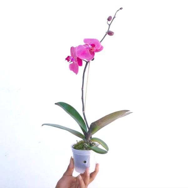 Phalaenopsis Heart Breaker - Without Flowers | BS - Buy Orchids Plants Online by Orchid-Tree.com