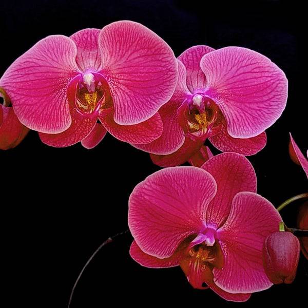 Phalaenopsis Heart Breaker - Without Flowers | BS - Buy Orchids Plants Online by Orchid-Tree.com