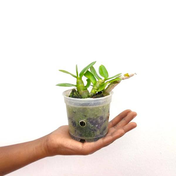 Dendrobium parishii x Nestor - Without Flowers | MS - Buy Orchids Plants Online by Orchid-Tree.com