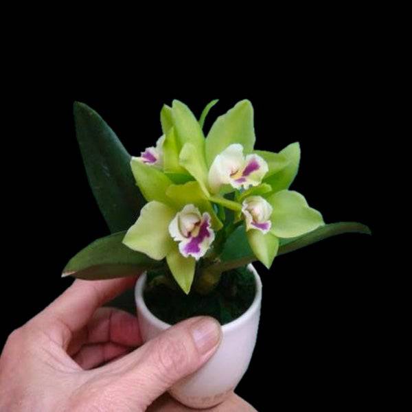 Cattleya (Pry.) Chief Green River x Epc. Netrasiri 'Kiwi' - Without Flower | BS - Buy Orchids Plants Online by Orchid-Tree.com