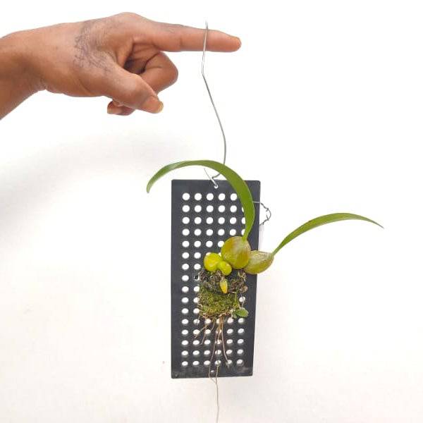 Bulbophyllum morphologorum sp. Pink - Without Flowers | BS - Buy Orchids Plants Online by Orchid-Tree.com