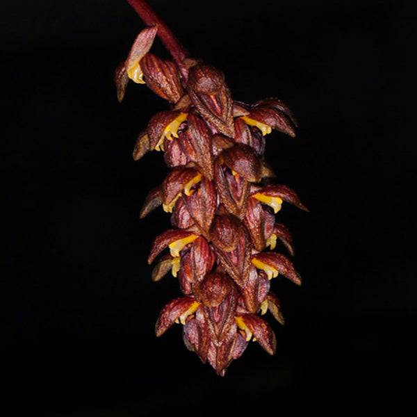 Bulbophyllum morphologorum sp. Pink - Without Flowers | BS - Buy Orchids Plants Online by Orchid-Tree.com