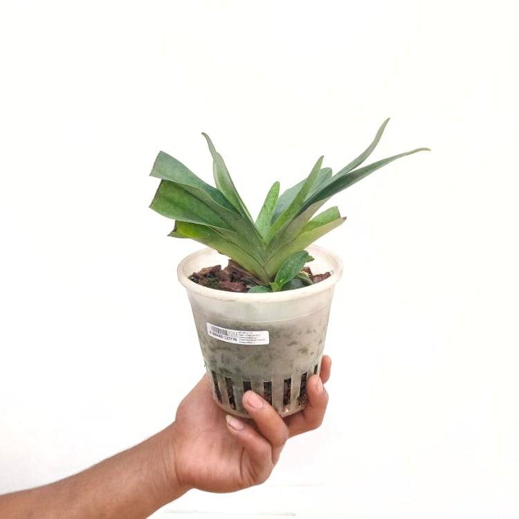 Paphiopedilum Harold Koopowitz - Without Flowers | BS - Buy Orchids Plants Online by Orchid-Tree.com
