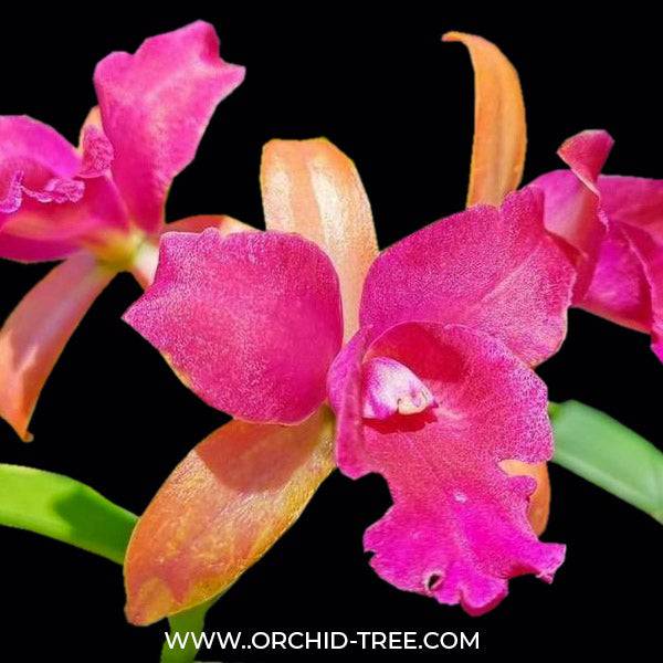 Cattleya Netrasiri Beauty x Yen Red Face - Without Flowers | BS - Buy Orchids Plants Online by Orchid-Tree.com