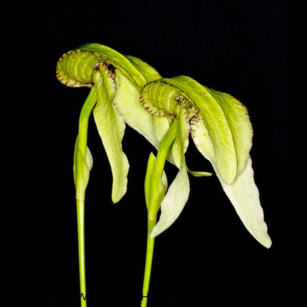 Bulbophyllum arfakianum Green - Without Flowers | BS - Buy Orchids Plants Online by Orchid-Tree.com