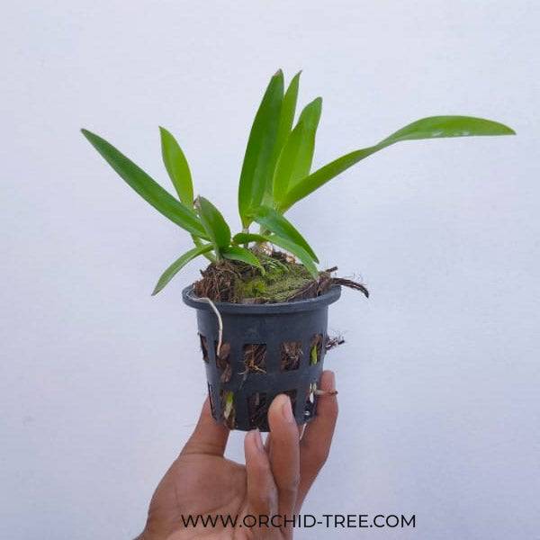 Cattleya Haleahi Profusion - BS