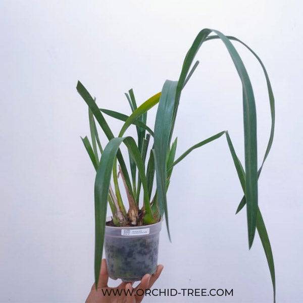 Cymbidium Suan Luang - Without Flowers | BS - Buy Orchids Plants Online by Orchid-Tree.com