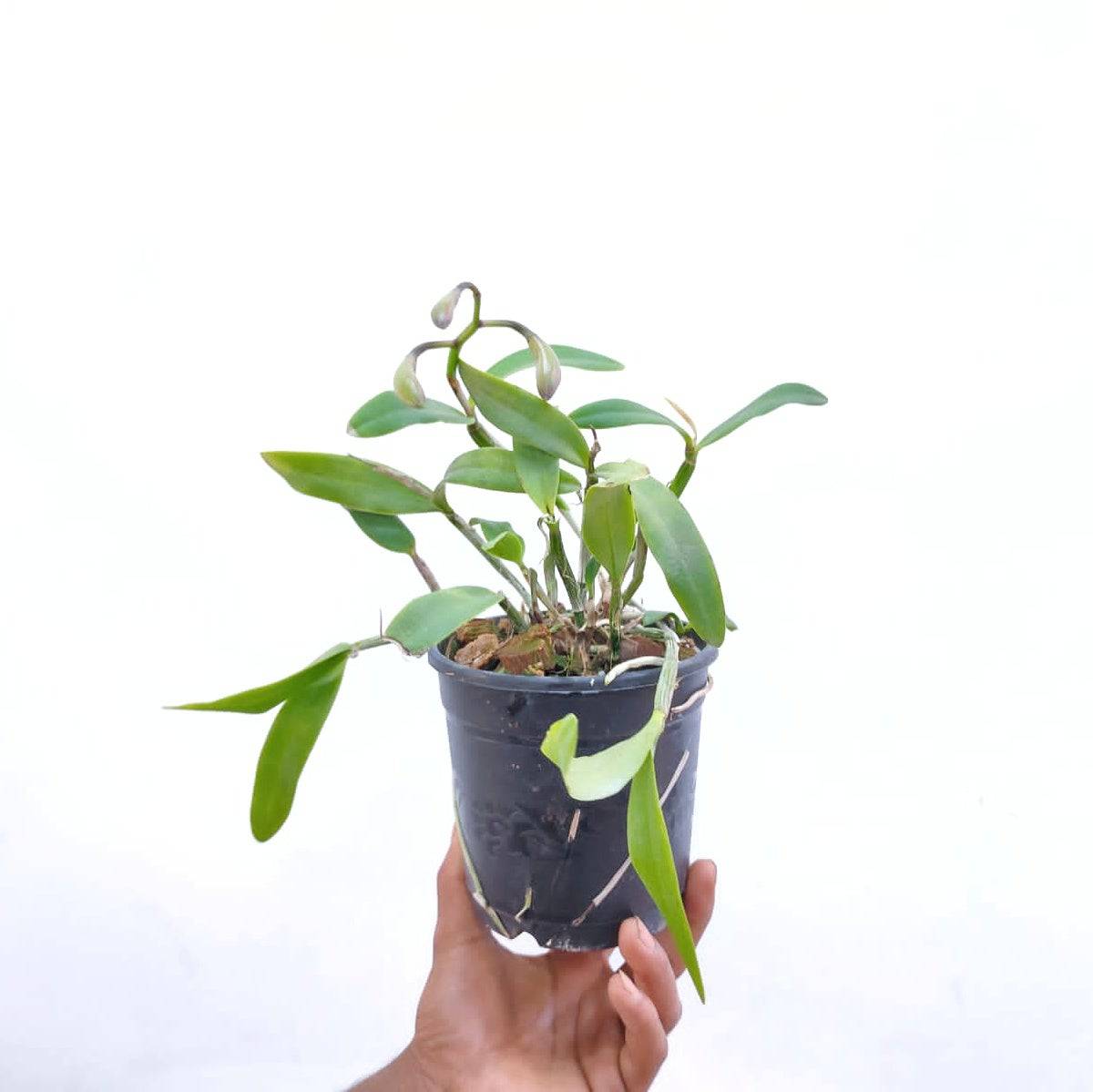 Cattleya intermedia sp. - Without Flowers | BS - Buy Orchids Plants Online by Orchid-Tree.com