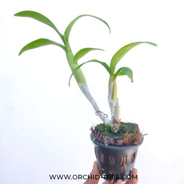 Dendrobium Omyai Pink - Without Flowers | BS - Buy Orchids Plants Online by Orchid-Tree.com