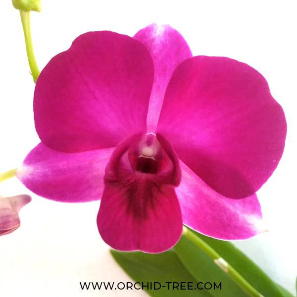 Dendrobium Burana Lucky x Red Flame - Without Flowers | BS - Buy Orchids Plants Online by Orchid-Tree.com