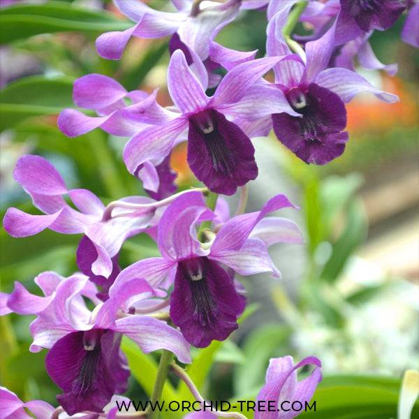 Dendrobium Serene Chang - Without Flowers | BS - Buy Orchids Plants Online by Orchid-Tree.com