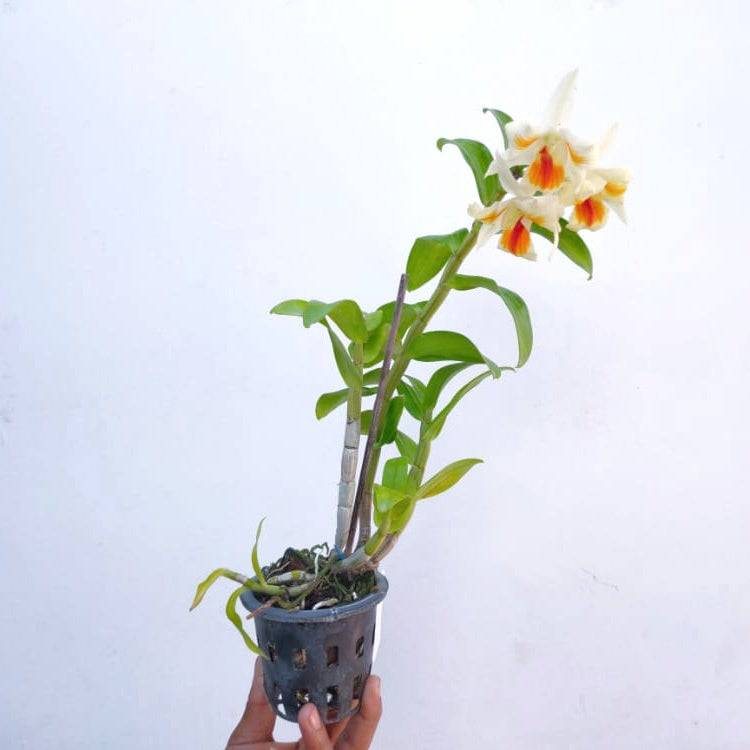 Dendrobium Roongakamol Splash - Without Flowers | BS - Buy Orchids Plants Online by Orchid-Tree.com