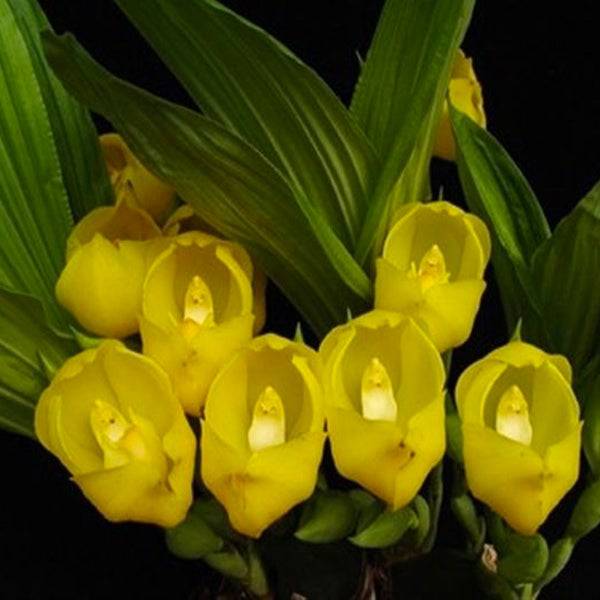 Anguloa clowesii sp. - Without Flowers | BS - Buy Orchids Plants Online by Orchid-Tree.com