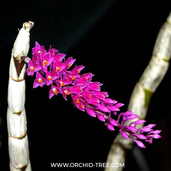 Dendrobium secundum sp. - Without Flower | BS - Buy Orchids Plants Online by Orchid-Tree.com