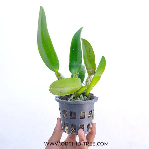 Cattleya Mackie's Flare - Without Flowers | BS - Buy Orchids Plants Online by Orchid-Tree.com