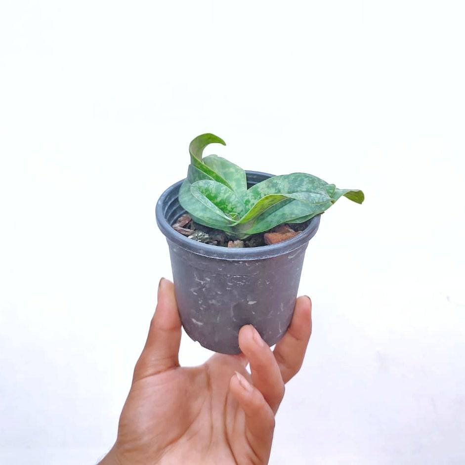Paphiopedilum concolor sp. - Without Flowers | BS - Buy Orchids Plants Online by Orchid-Tree.com