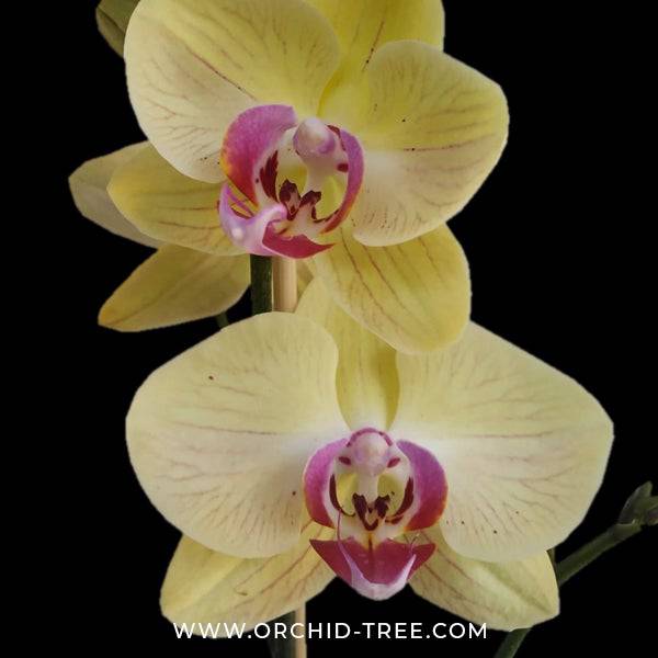 Phalaenopsis Golden Dragon - With Small Spike | FF - Buy Orchids Plants Online by Orchid-Tree.com