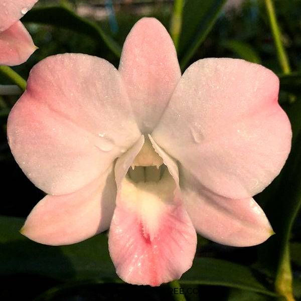 Dendrobium Orange POF 4 - Without Flowers | BS - Buy Orchids Plants Online by Orchid-Tree.com